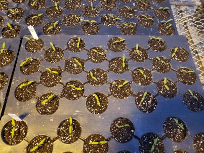 SEEDLING